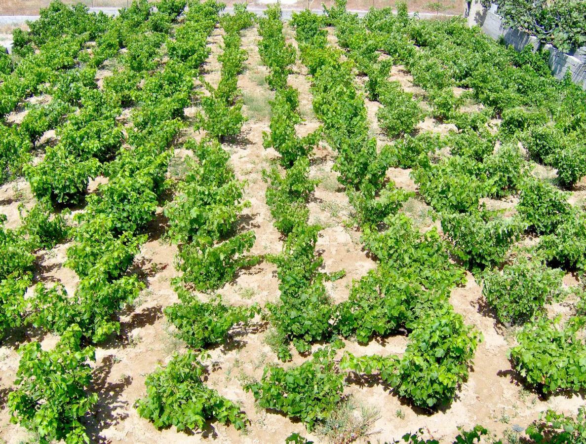 Matina Naxos - Mikri Vigla Casa de hóspedes Exterior foto